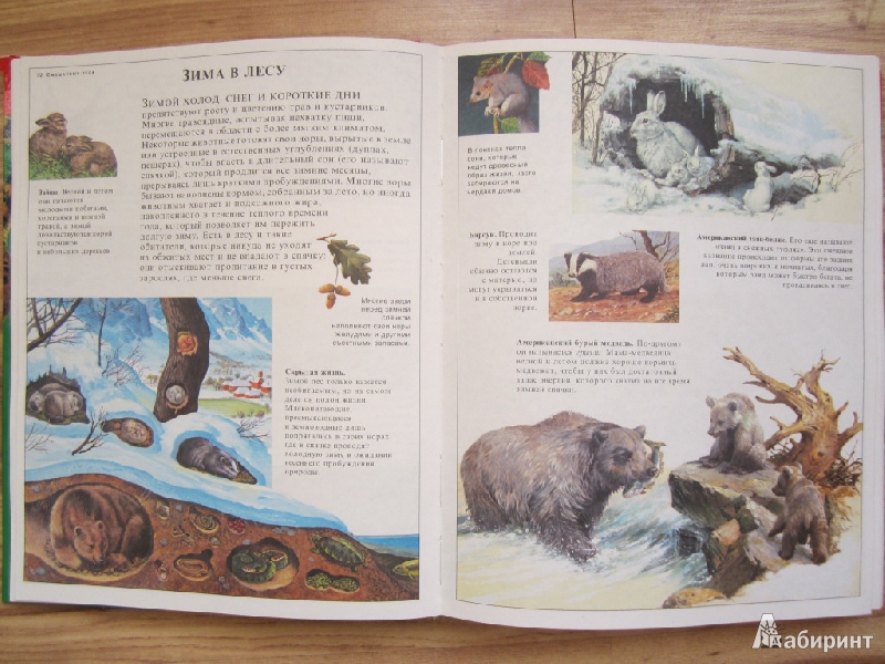 Иллюстрация 3 из 32 для Большая энциклопедия животных | Лабиринт - книги. Источник: ver-ira