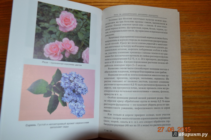 Иллюстрация 26 из 26 для Благоухающие цветы в вашем саду - Владимир Железнев | Лабиринт - книги. Источник: Белоус Марина