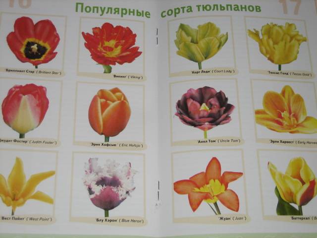 Иллюстрация 5 из 6 для Уход за тюльпанами - Нина Данилина | Лабиринт - книги. Источник: МЕГ