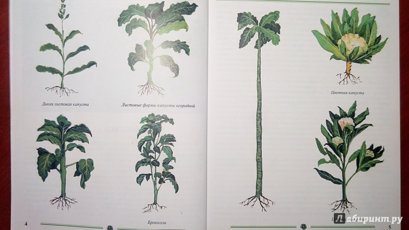 Иллюстрация 3 из 35 для Капуста. Пособие для садоводов-любителей - Пыльнева, Морозова | Лабиринт - книги. Источник: Alenta  Valenta