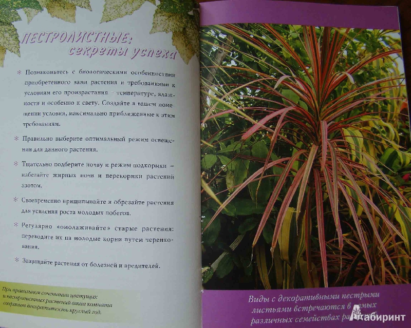 Иллюстрация 5 из 10 для 120 лучших пестролистных комнатных растений - Борис Головкин | Лабиринт - книги. Источник: Easy