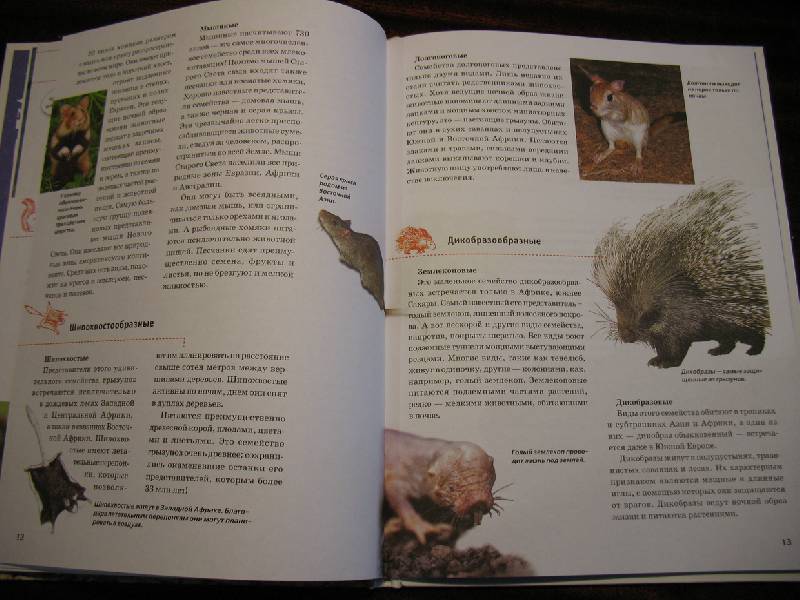 Иллюстрация 5 из 17 для Зачем и почему. Хомяки, бобры и другие грызуны - Сабина Штегхаус-Ковач | Лабиринт - книги. Источник: tayana