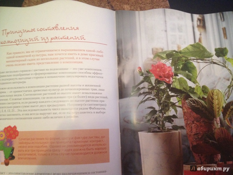 Иллюстрация 3 из 15 для Цветочный сад в квартире и доме за пять минут - Наталья Власова | Лабиринт - книги. Источник: NastikNastik
