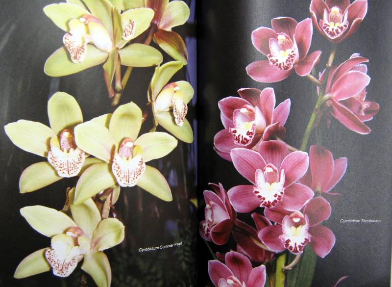 Иллюстрация 27 из 30 для Все об орхидеях - Дэвид Хессайон | Лабиринт - книги. Источник: Спанч Боб