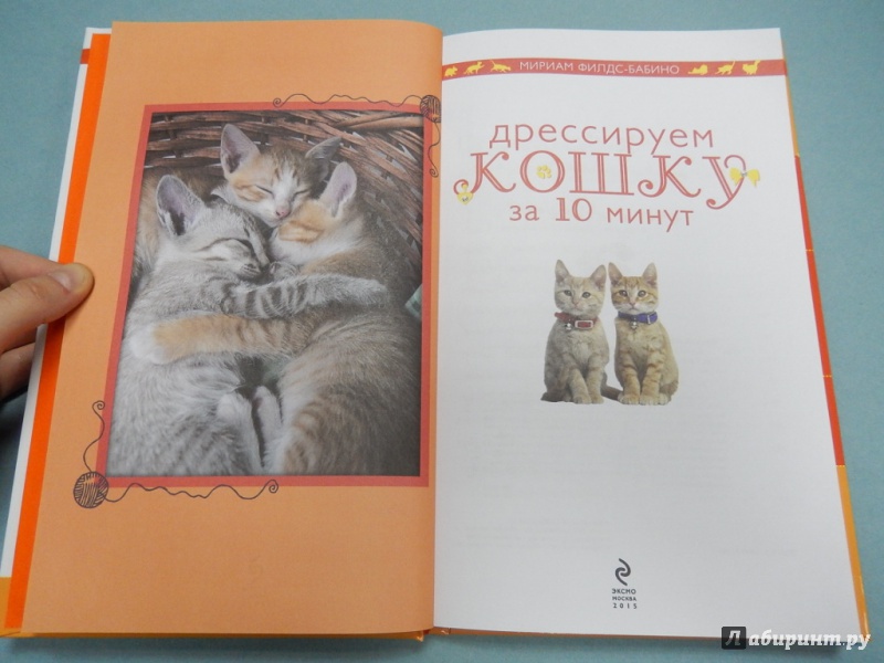 Иллюстрация 3 из 32 для Дрессируем кошку за 10 минут - Мириам Филдс-Бабино | Лабиринт - книги. Источник: dbyyb
