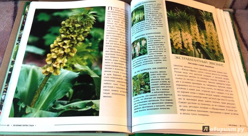 Иллюстрация 10 из 25 для Зеленые хиты сада - Ульяна Анапова | Лабиринт - книги. Источник: Бог в помощь