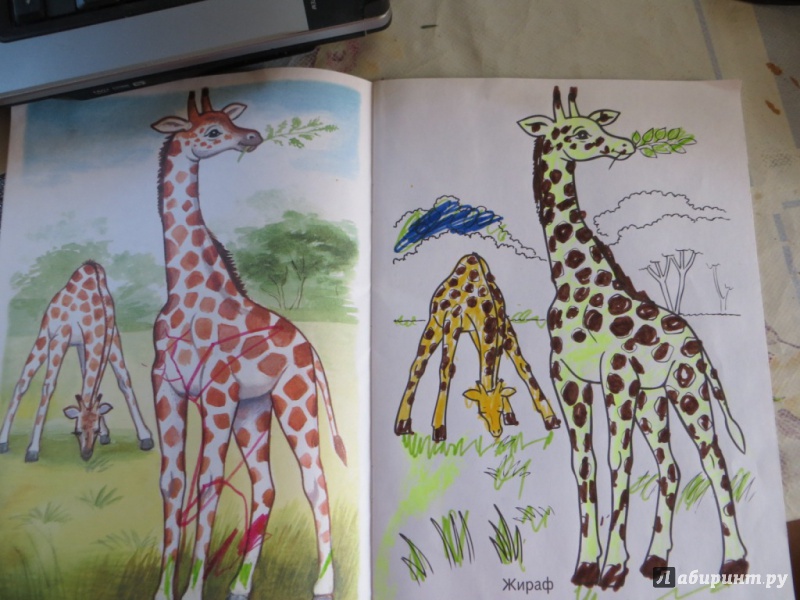 Иллюстрация 7 из 17 для Первые уроки. Раскраска "Животные жарких стран" | Лабиринт - книги. Источник: Ko-ren