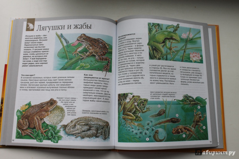 Иллюстрация 29 из 50 для Животные - Букобза, Мулинье | Лабиринт - книги. Источник: Макарова  Анастасия