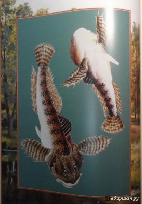 Иллюстрация 6 из 8 для Русская рыбалка (в коробе) | Лабиринт - книги. Источник: Елизовета Савинова