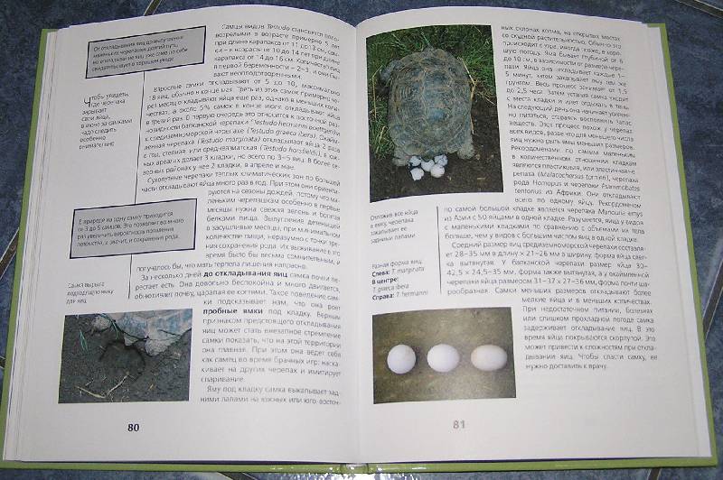 Иллюстрация 6 из 35 для Сухопутные черепахи - Райнер Прашага | Лабиринт - книги. Источник: Ромина мама
