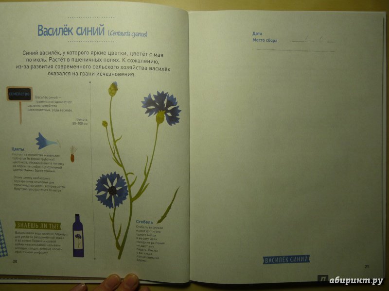 Иллюстрация 12 из 31 для Мой цветочный гербарий. Цветы и семена - Корнек Дюмон-Ле | Лабиринт - книги. Источник: Ухова  Юлия