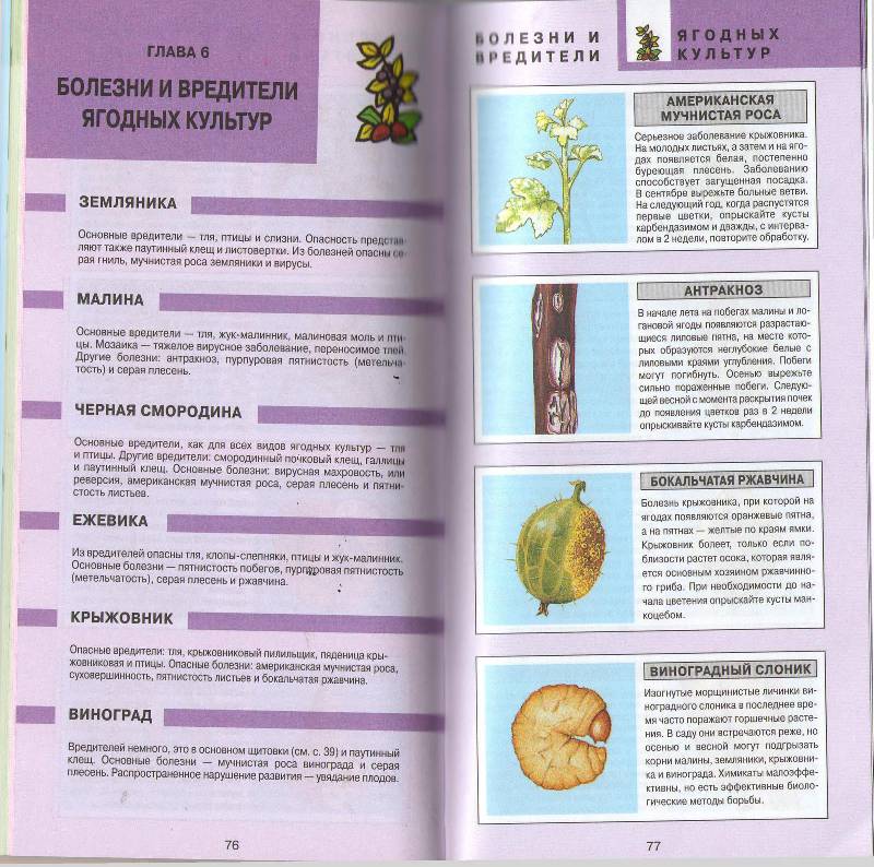 Иллюстрация 20 из 27 для Все о болезнях и вредителях растений - Дэвид Хессайон | Лабиринт - книги. Источник: zingara