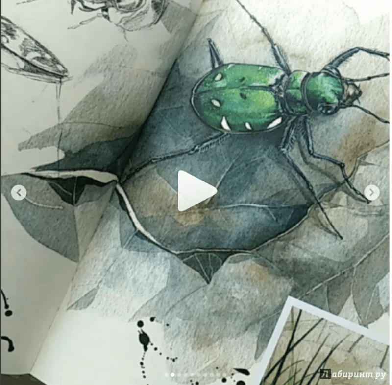 Иллюстрация 41 из 127 для Музей живых насекомых - Франсуа Лассерр | Лабиринт - книги. Источник: Лабиринт