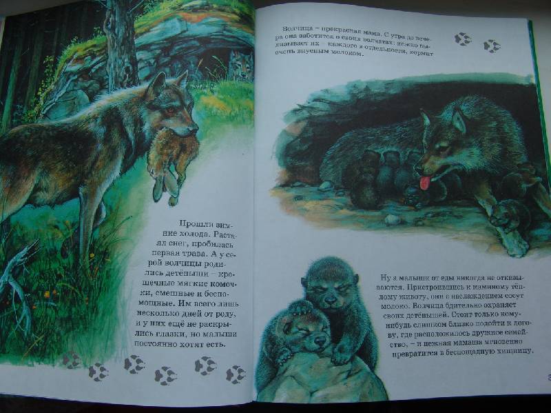Иллюстрация 8 из 28 для По следам любимых зверят - Мари Дюваль | Лабиринт - книги. Источник: Лаванда