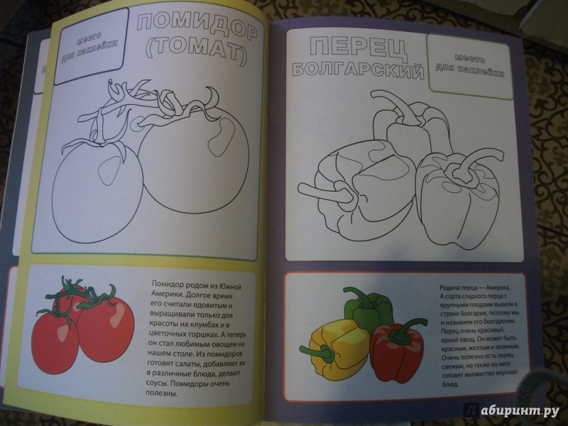 Иллюстрация 8 из 17 для Овощи | Лабиринт - книги. Источник: Напылова  Ольга