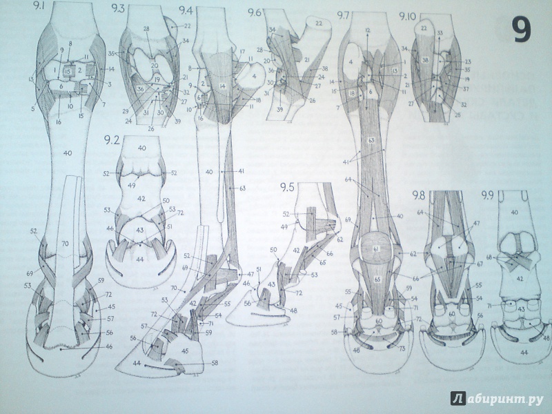 Иллюстрация 5 из 9 для Топографическая анатомия лошади - Питер Гуди | Лабиринт - книги. Источник: matumba