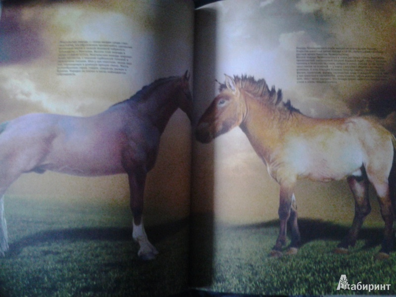 Иллюстрация 5 из 10 для Лошади и пони - Владимир Жабцев | Лабиринт - книги. Источник: Красное Солнышко