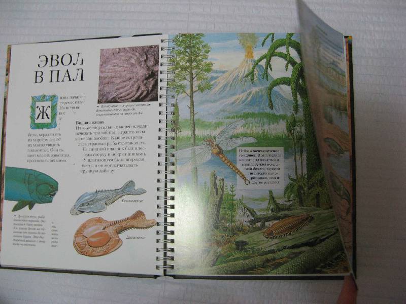 Иллюстрация 7 из 14 для Времена динозавров - Эндрю Чарман | Лабиринт - книги. Источник: Каприза
