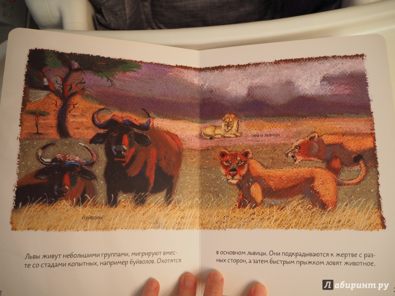 Иллюстрация 22 из 93 для Африканская саванна - Анна Веркина | Лабиринт - книги. Источник: MaryWong