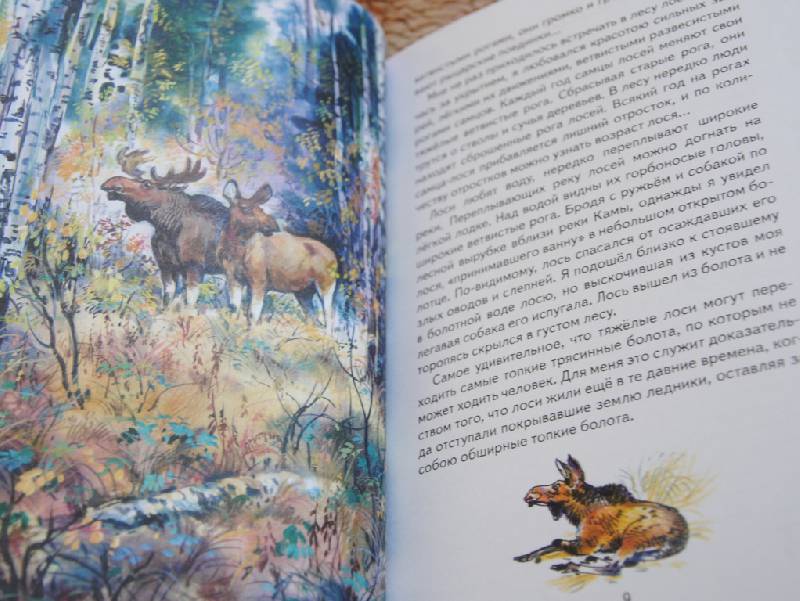 Иллюстрация 25 из 26 для Русский лес - Иван Соколов-Микитов | Лабиринт - книги. Источник: CatT