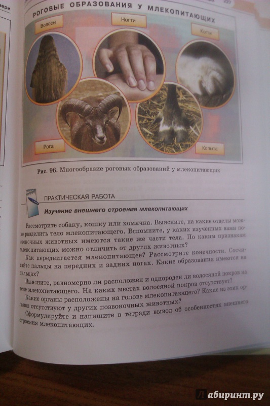 Иллюстрация 8 из 20 для Биология. Живые организмы. Животные. 7 класс. Учебник - Суматохин, Трайтак | Лабиринт - книги. Источник: Vic454
