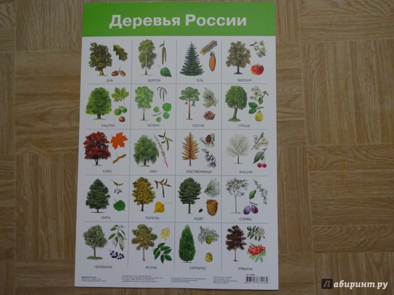 Иллюстрация 6 из 17 для Плакат "Деревья России" (2883) | Лабиринт - книги. Источник: Nnatalek