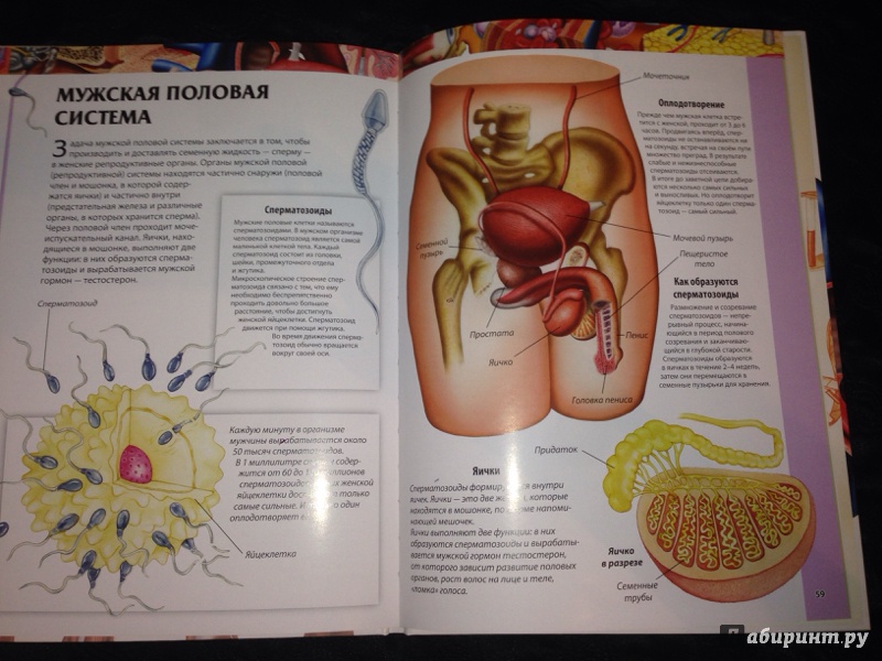 Иллюстрация 41 из 52 для Детский атлас анатомии - Винченцо Гуиди | Лабиринт - книги. Источник: Strangeros