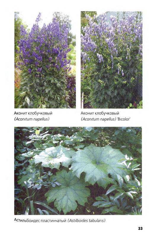 Иллюстрация 19 из 33 для Многолетние цветы в дизайне сада: Эффектные гиганты - Светлана Воронина | Лабиринт - книги. Источник: Machaon