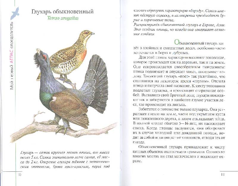 Иллюстрация 15 из 38 для Птицы леса - Бровкина, Сивоглазов | Лабиринт - книги. Источник: мамаОля