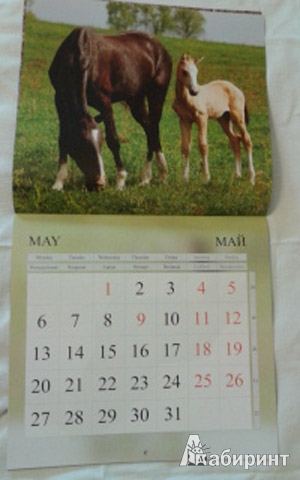 Иллюстрация 7 из 9 для Календарь 2013 "Лошади" | Лабиринт - сувениры. Источник: Anita1