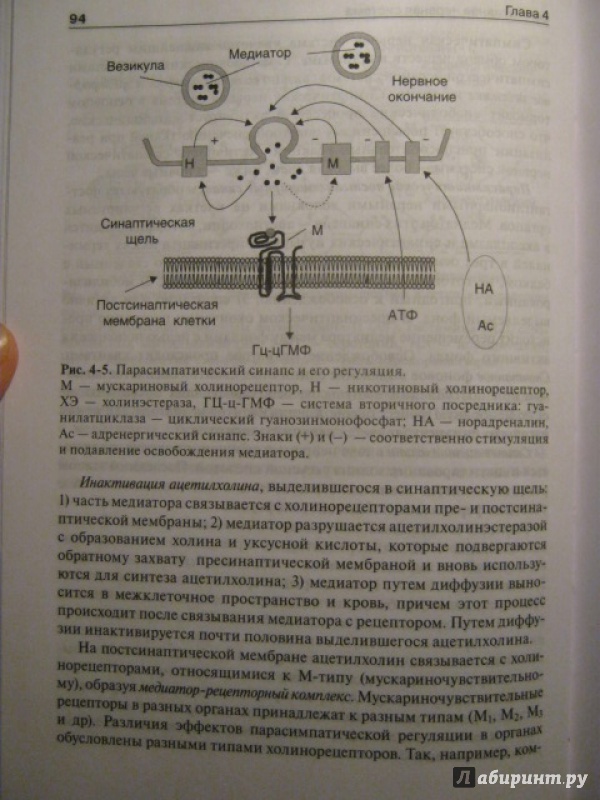 Иллюстрация 14 из 34 для Физиология человека. Compendium - Захаров, Ткаченко, Брин | Лабиринт - книги. Источник: Евгения39