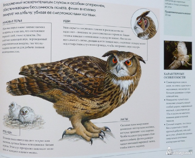 Иллюстрация 25 из 27 для Мегаэнциклопедия. Животные | Лабиринт - книги. Источник: дева