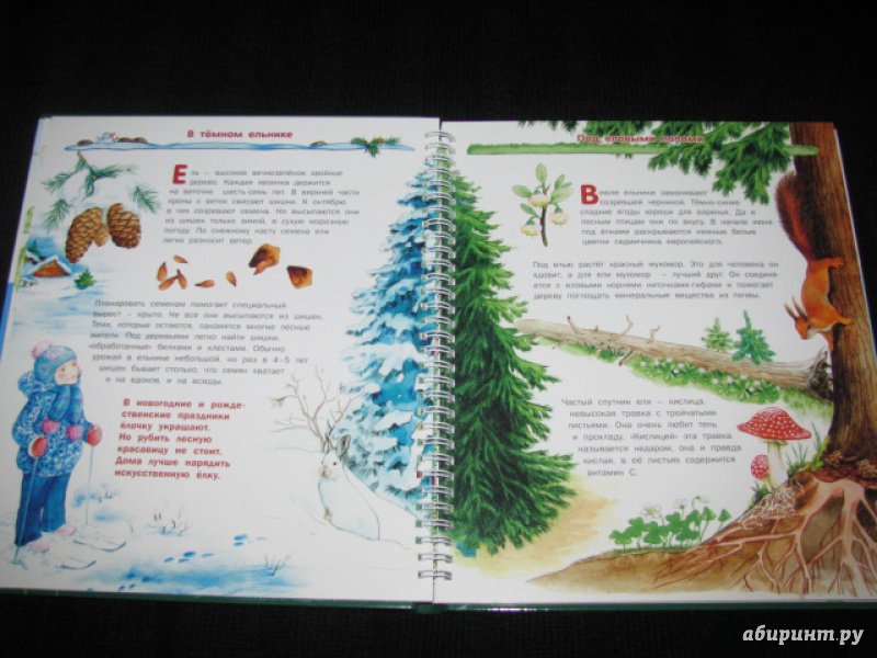 Иллюстрация 23 из 41 для Растения - Татьяна Елумеева | Лабиринт - книги. Источник: Nemertona