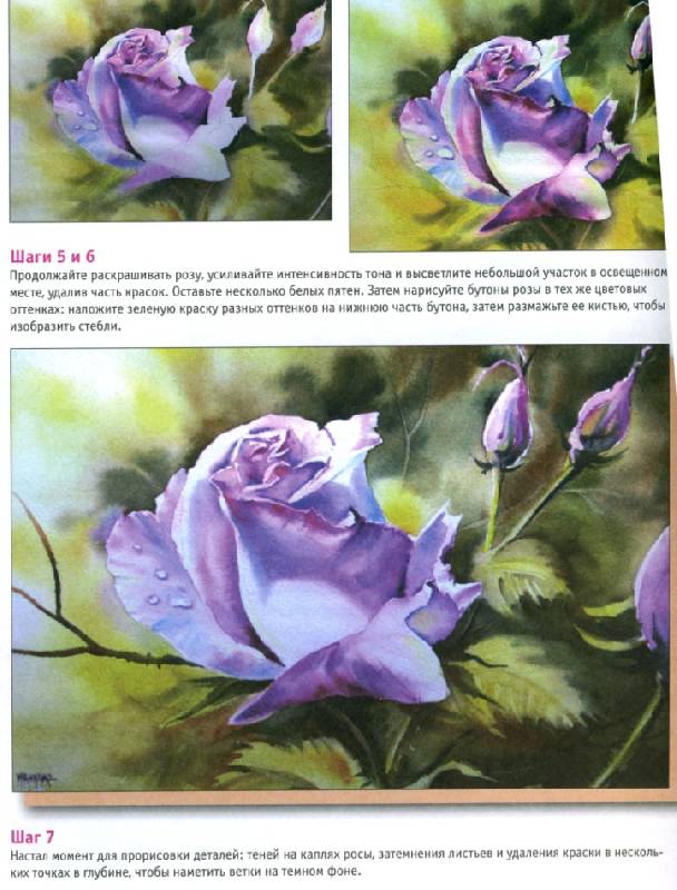 Иллюстрация 4 из 10 для Розы. Акварель | Лабиринт - книги. Источник: ТТ
