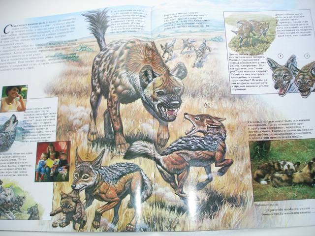 Иллюстрация 62 из 96 для Мир животных (17 книг в боксе) | Лабиринт - книги. Источник: Осьминожка