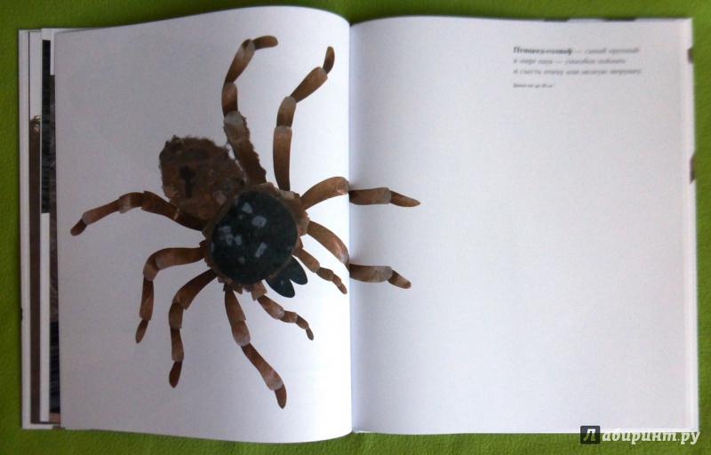 Иллюстрация 53 из 84 для Сравни! Животные в натуральную величину - Стив Дженкинс | Лабиринт - книги. Источник: reader*s