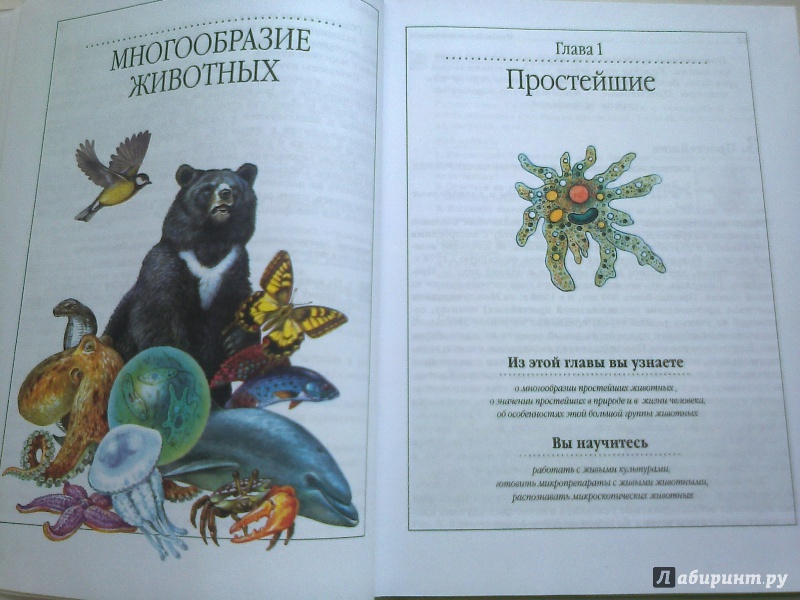 Иллюстрация 30 из 49 для Биология. Животные. 7 класс. Учебник - Латюшин, Шапкин | Лабиринт - книги. Источник: Юлиана  Юлиана