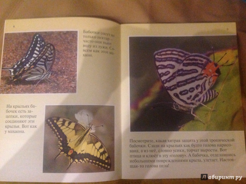 Иллюстрация 21 из 28 для Бабочки - Петр Волцит | Лабиринт - книги. Источник: Сизова  Анна