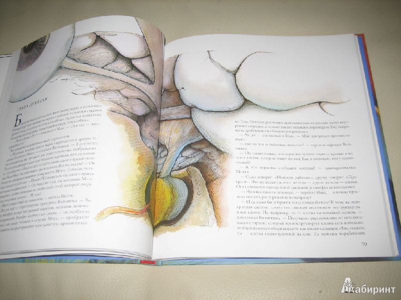 Иллюстрация 8 из 60 для Тайны анатомии - Кэрол Доннер | Лабиринт - книги. Источник: Cherepashka