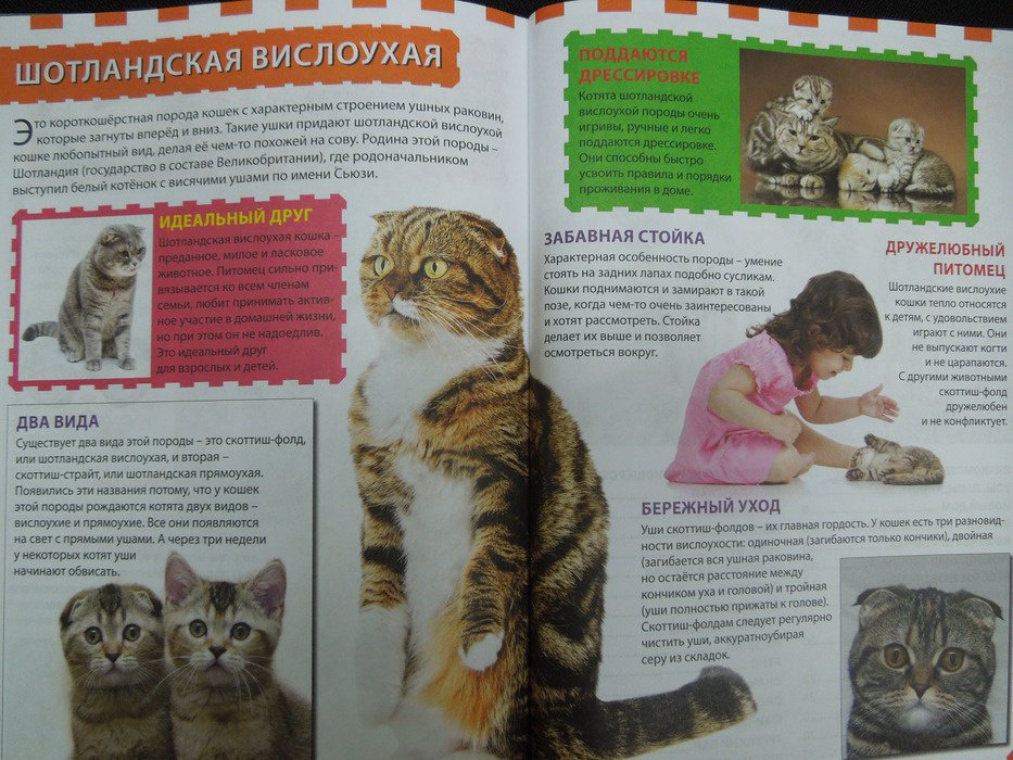 Иллюстрация 20 из 24 для Кошки и котята | Лабиринт - книги. Источник: Королева  Кристина