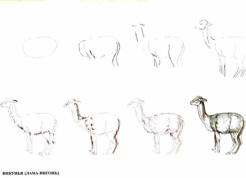 Иллюстрация 12 из 18 для Рисуем 50 исчезающих животных - Эймис, Бадд | Лабиринт - книги. Источник: Кнопа2