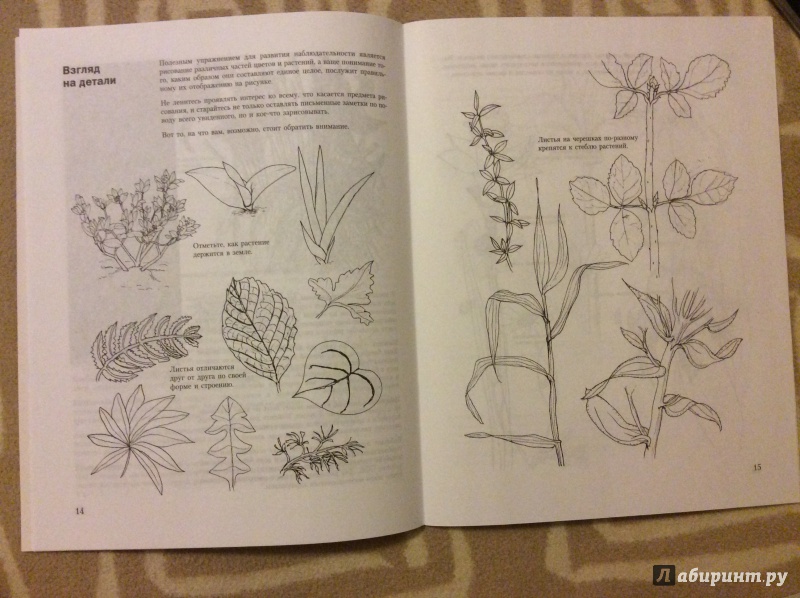 Иллюстрация 3 из 10 для Учитесь рисовать цветы и растения - Мэри Сеймур | Лабиринт - книги. Источник: Nata!