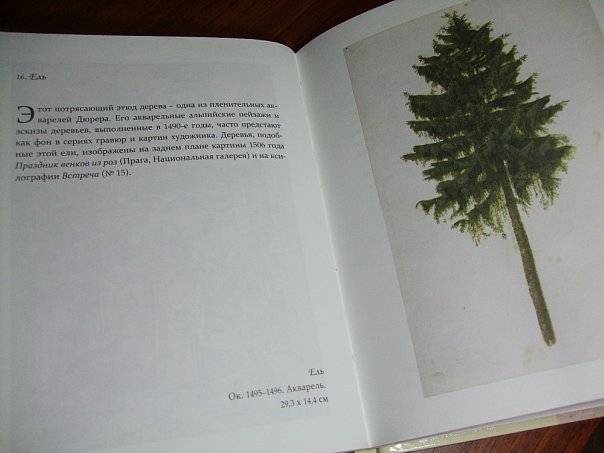 Иллюстрация 15 из 43 для Дюрер - Джулия Бартрум | Лабиринт - книги. Источник: Капочка