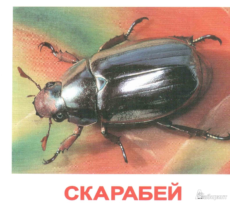 Иллюстрация 18 из 23 для Комплект карточек "Насекомые" (16,5х19,5 см) - Носова, Епанова | Лабиринт - игрушки. Источник: irinka_kiv
