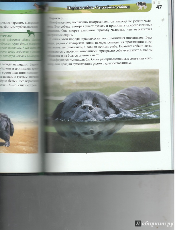 Иллюстрация 26 из 27 для Собаки - Леся Калугина | Лабиринт - книги. Источник: Никед