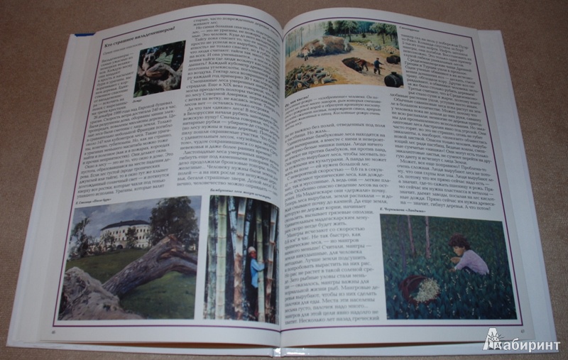 Иллюстрация 16 из 33 для Загадки леса - Светлана Лаврова | Лабиринт - книги. Источник: Книжный кот