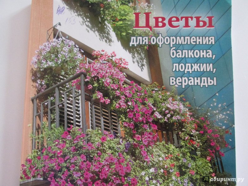 Иллюстрация 7 из 14 для Цветы для оформления балкона, лоджии, веранды | Лабиринт - книги. Источник: Novichok