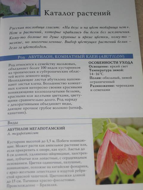 Иллюстрация 2 из 5 для 100 лучших цветущих комнатных растений - Борис Головкин | Лабиринт - книги. Источник: МЕГ