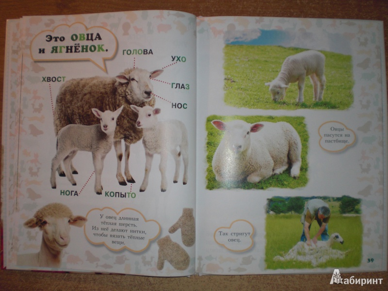 Иллюстрация 17 из 28 для Моя первая книга о животных - Лена Данилова | Лабиринт - книги. Источник: Юляша93