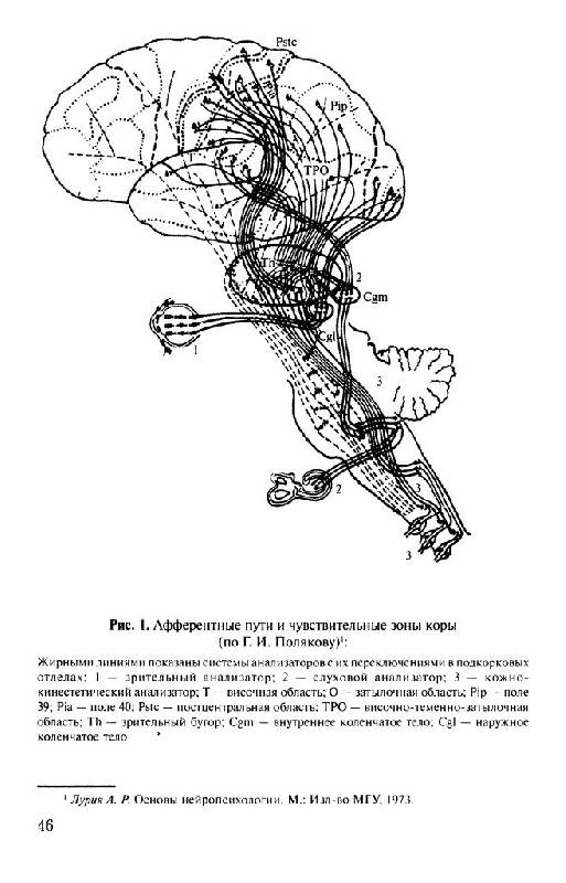 Иллюстрация 10 из 24 для Ментальное развитие человека - Владимир Шадриков | Лабиринт - книги. Источник: Юта